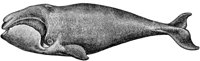 AMB049B.TIF