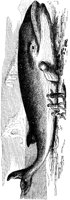 AMB046A.TIF