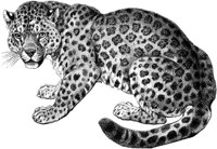 AMB021B.TIF