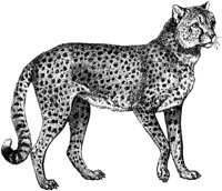 AMB021A.TIF