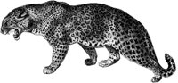 AMB019B.TIF
