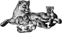 AMB013C.TIF