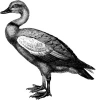 AMB164C.TIF