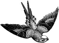AMB113B.TIF