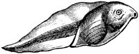 AMB203G.TIF