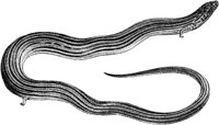 AMB177D.TIF