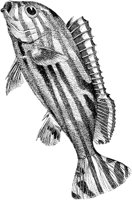AMB221C.TIF