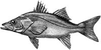 AMB219C.TIF