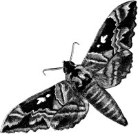 AMB238H.TIF