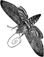 AMB238C.TIF