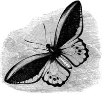 AMB237D.TIF