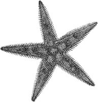 AMB274B.TIF