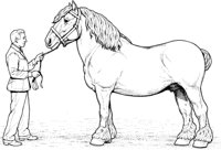 HOW031A.TIF
