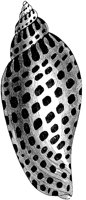 OAN032N.TIF