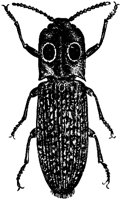 OAN031V.TIF