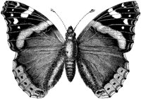 OAN030V.TIF