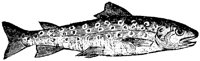 OAN029G.TIF
