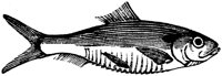 OAN029D.TIF