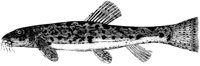 OAN028D.TIF