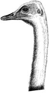 OAN020F.TIF