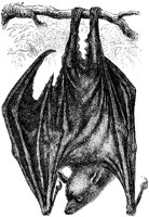 OAN019H.TIF
