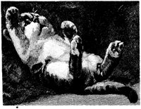 CAT032A.TIF