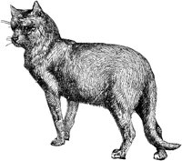 CAT030L.TIF