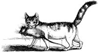 CAT029M.TIF