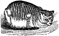 CAT029B.TIF