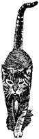 CAT028I.TIF
