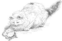 CAT027B.TIF