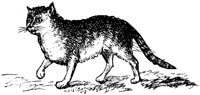 CAT026H.TIF