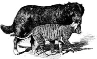CAT025F.TIF