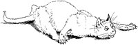 CAT023G.TIF