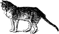 CAT022B.TIF