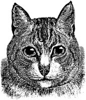 CAT021J.TIF