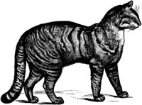 CAT019J.TIF