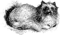 CAT019G.TIF