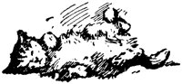 CAT019E.TIF