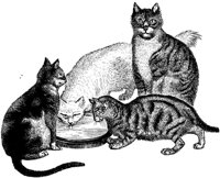 CAT019D.TIF