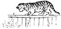CAT018J.TIF