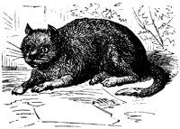 CAT018D.TIF