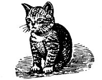 CAT017N.TIF