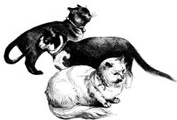 CAT017K.TIF
