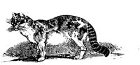 CAT017H.TIF