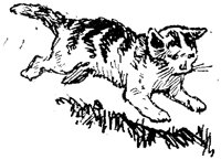 CAT017D.TIF