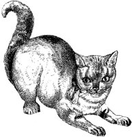 CAT016E.TIF