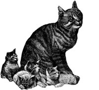 CAT015G.TIF