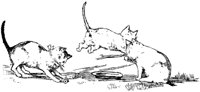 CAT014B.TIF
