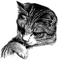 CAT013B.TIF